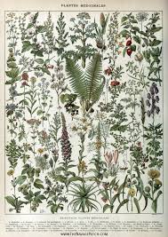 All these vintage botanical prints are designed to fit 24×36 inch frames. Amazing Free Vintage Botanical Prints The Navage Patch