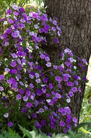 Image result for Brunfelsia pauciflora