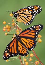 Butterfly Pictures 30 Monarch Butterfly Migration Butterfly Migration Butterfly Pictures