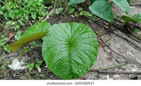 Image result for Piper umbellatum