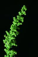 Image result for Dysphania procera