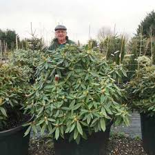 Check spelling or type a new query. Rhododendron Large Specimen Hybrids Spd Fife