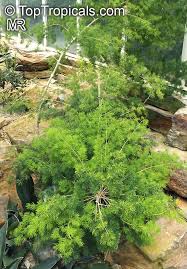 Image result for Asparagus laricinus