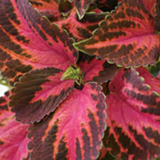 Image result for Coleus thyrsoideus