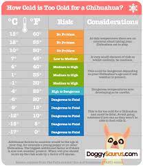Chihuahua Cold Weather How To Keep A Chihuahua Warm In Winter