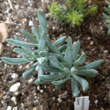 Image result for tbn:HNtrRnQBmFuaxM::www.bluechopsticks.com/img_large/800CC_0805S1015.jpg