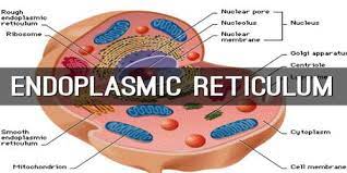 Rough endoplasmic reticulum definition and function in animal cell. Endoplasmic Reticulum Definition With Function Qs Study