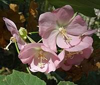 Image result for Dombeya shupangae