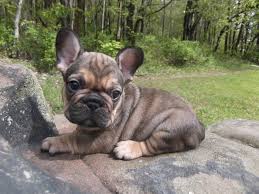 Mum has a beautiful temperament; French Bulldog Puppies For Sale In Ohio Petswall
