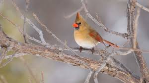 We did not find results for: Are Bird Feeders Helping Cardinals Expand Their Range Cool Green Science