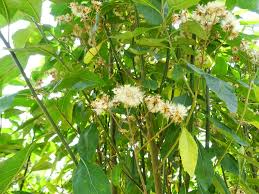 Image result for Vernonia amygdalina