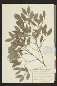 Image result for Pleurostylia