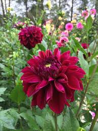 Dwarf Dahlia Garden Jewels Burgundy Dahlia Flower Dahlias Garden Dahlia