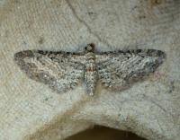 Image result for Eupithecia subumbrata