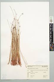 Image result for Tetraria