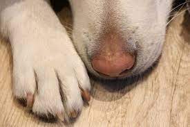 Find deals on products in dog supplies on amazon. Dog Licking Foot Raw Off 50
