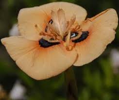 Image result for Moraea bella