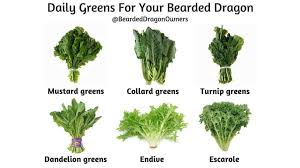 Beardie Greens Bearded Dragon Terrarium Ideas Bearded Dragon Food Bearded Dragon Food List