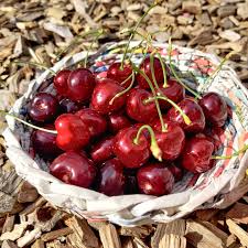 Heute Frische Kirschen Aus Nachbars Garten Unsere Nachbarn Haben Einen Grossen Kirschbaum Sind Aber Schon Etwas Betagt Und Wol In 2020 Fruchte Lecker Kirschen