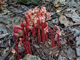 Image result for Monotropa  hypopitys