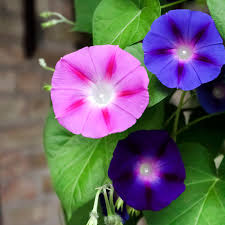 Image result for Ipomoea tricolor