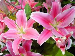 Romantic Flowers Lily Flower Lily Flower Beautiful Flowers Garden Flower Wallpaper