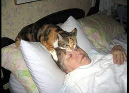I Lie Down Right Next To Her Protecting Her Dreams Cats Cat Hat Cross Eyed Cat