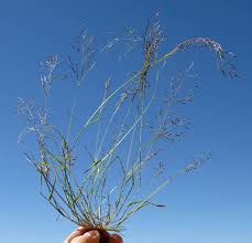 Image result for Eragrostis pilosa