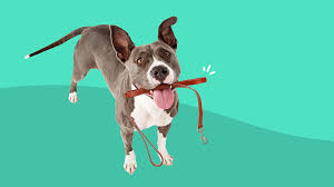 Große auswahl an animal crossing 2 nintendo. How To Treat Arthritis In Dogs With Prescription Medication