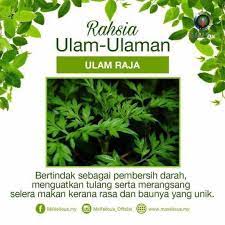 Artikel ini membincangkan khasiat ulam raja, kandungan di dalamnya serta komponen yang baik untuk kesihatan. Oh Sedap Ker Khasiat Ulam Ulaman Untuk Kesihatan Facebook