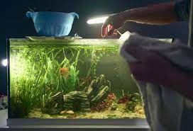 Cleaning A Fish Tank With Vinegar - Step By Step With Pictures