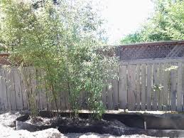 Photograph by matthew williams for gardenista: How To Plant Bamboo Houzz
