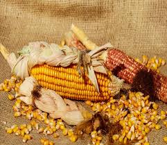 Lo studio della scuola superiore sant'anna e dell'università di pisa è tombale: Il Mais Fa Ingrassare Benefici E Calorie Verdebenessere360