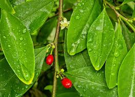 Image result for Erythroxylum zambesiacum
