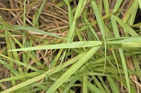 Image result for Momordica repens