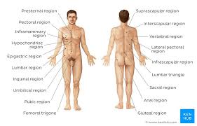 They are the heart, brain the two kidneys are located in the back of the abdomen on either side of the body. Anatomical Terminology Planes Directions Regions Kenhub