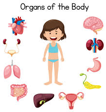The body's muscular system consists of about 650 muscles that aid in movement, blood flow and other bodily functions. Organs Of The Body 591365 Vector Art At Vecteezy