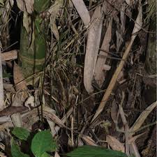 Image result for Gastrodia rwandensis