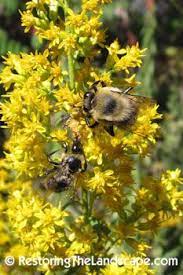 Restoring The Landscape With Native Plants Native Plants Bee Garden Wildlife Gardening