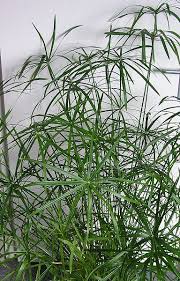 Image result for Cyperus hirtellus