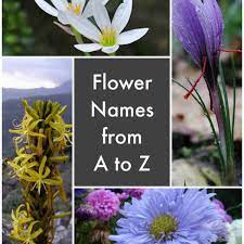 Flowers that start with vowels. A List Of Flower Names From A To Z Dengarden