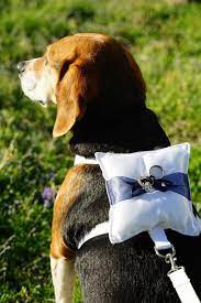 How To Include Pets In Your Wedding Best Tips And Ideas Ever Ring Bearer Dog Dog Wedding Dog Ring