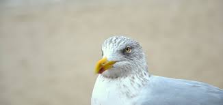 Photos, address, and phone number, opening hours, photos, and user reviews on yandex.maps. Appartementvermietung Auf Sylt