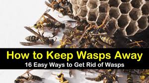 Maybe you would like to learn more about one of these? How To Keep Wasps Away 16 Ways To Get Rid Of Wasps