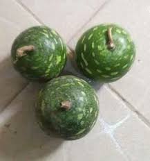 Image result for Lagenaria breviflora