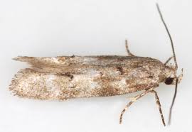 Image result for Exoteleia dodecella