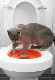 How to naturally help common cat health issues on your own, right from home. How Feasible Is Teaching Your Cat To Use The Toilet