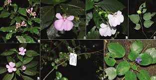 Image result for Anthospermum usambarense