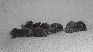 Mom's that do not form this connection can sometimes reject their puppies. Newsflare Newborn French Bulldog Puppies Explore A Sofa