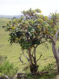 Image result for Bocconia